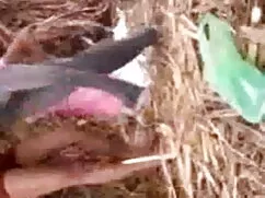 খাদ্য ভিডিও সেক্স ইং ...
