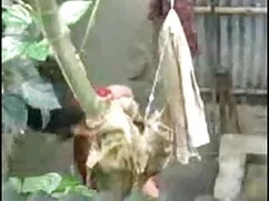 পুরুষাঙ্গ লেহন, বাঁড ...